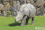 Indian rhinoceros (Rhinoceros unicornis)