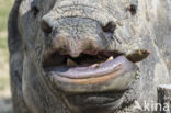 Indian rhinoceros (Rhinoceros unicornis)