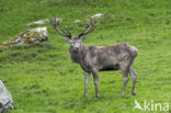 Red Deer (Cervus elaphus)