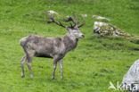 Red Deer (Cervus elaphus)