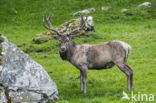 Red Deer (Cervus elaphus)