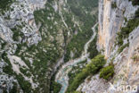 Gorges du Verdon