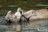 Indian rhinoceros (Rhinoceros unicornis)