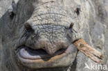 Indian rhinoceros (Rhinoceros unicornis)