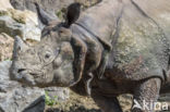 Indian rhinoceros (Rhinoceros unicornis)