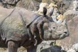 Indian rhinoceros (Rhinoceros unicornis)