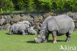 Indian rhinoceros (Rhinoceros unicornis)