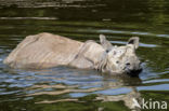 Indian rhinoceros (Rhinoceros unicornis)