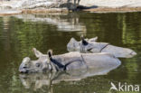 Indian rhinoceros (Rhinoceros unicornis)