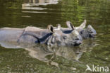 Indian rhinoceros (Rhinoceros unicornis)