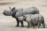 Indian rhinoceros (Rhinoceros unicornis)