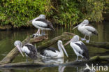 Australian pelican (Pelecanus conspicillatus)