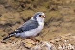 African pigmy falcon (Polihierax semitorquatus)