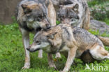 Grey Wolf (Canis lupus)