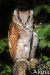 Oriental Bay-Owl (Phodilus badius)