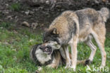 Grey Wolf (Canis lupus)