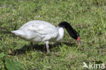 Black-necked Swan (Cygnus melancoryphus)