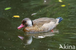 Amazonetaling (Amazonetta brasiliensis)