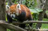 Kleine panda (Ailurus fulgens)