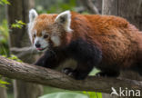 Kleine panda (Ailurus fulgens)