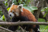 Red Panda (Ailurus fulgens)