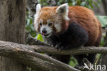 Red Panda (Ailurus fulgens)