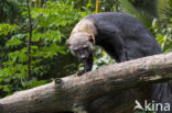 tayra (Eira barbara)