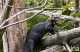 tayra (Eira barbara)