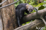 tayra (Eira barbara)