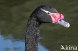 Black-necked Swan (Cygnus melancoryphus)