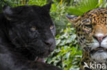 Jaguar (Panthera onca)