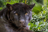 Jaguar (Panthera onca)