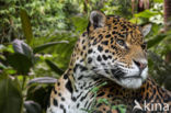 Jaguar (Panthera onca)