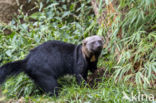 tayra (Eira barbara)