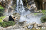 Giant Panda (Ailuropoda melanoleuca)