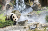 Giant Panda (Ailuropoda melanoleuca)