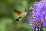 Kolibrievlinder (Macroglossum stellatarum)