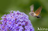 Kolibrievlinder (Macroglossum stellatarum)