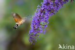 Kolibrievlinder (Macroglossum stellatarum)