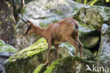 Pyrenean chamois (Rupicapra pyrenaica)