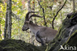 Spanish ibex (Capra pyrenaica)