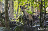 Spanish ibex (Capra pyrenaica)