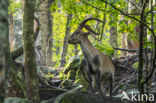 Iberische Steenbok (Capra pyrenaica)