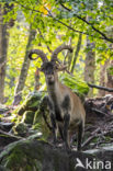 Iberische Steenbok (Capra pyrenaica)