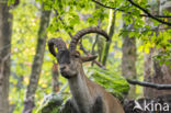 Spanish ibex (Capra pyrenaica)