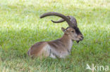 Spanish ibex (Capra pyrenaica)