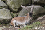 Spanish ibex (Capra pyrenaica)