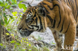 Sumatran Tiger (Panthera tigris sumatrae)
