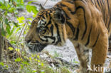 Sumatraanse tijger (Panthera tigris sumatrae)