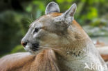 Poema (Puma concolor)